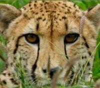 Cheetah